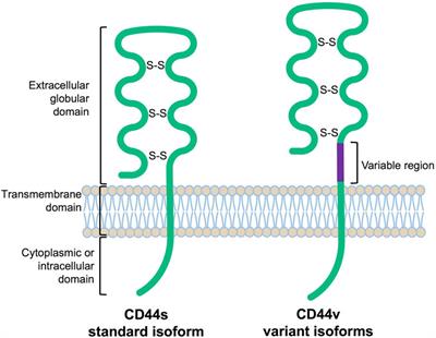 RNA-binding proteins regulating the CD44 alternative splicing